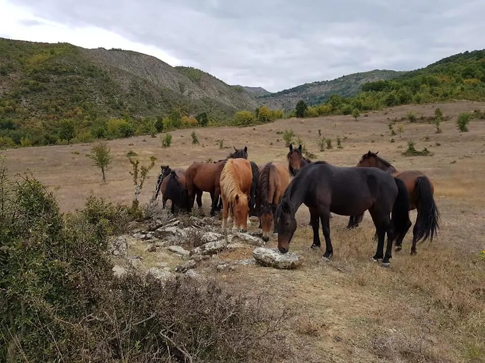 Funky Guest House & Adventures Përmet Albanien